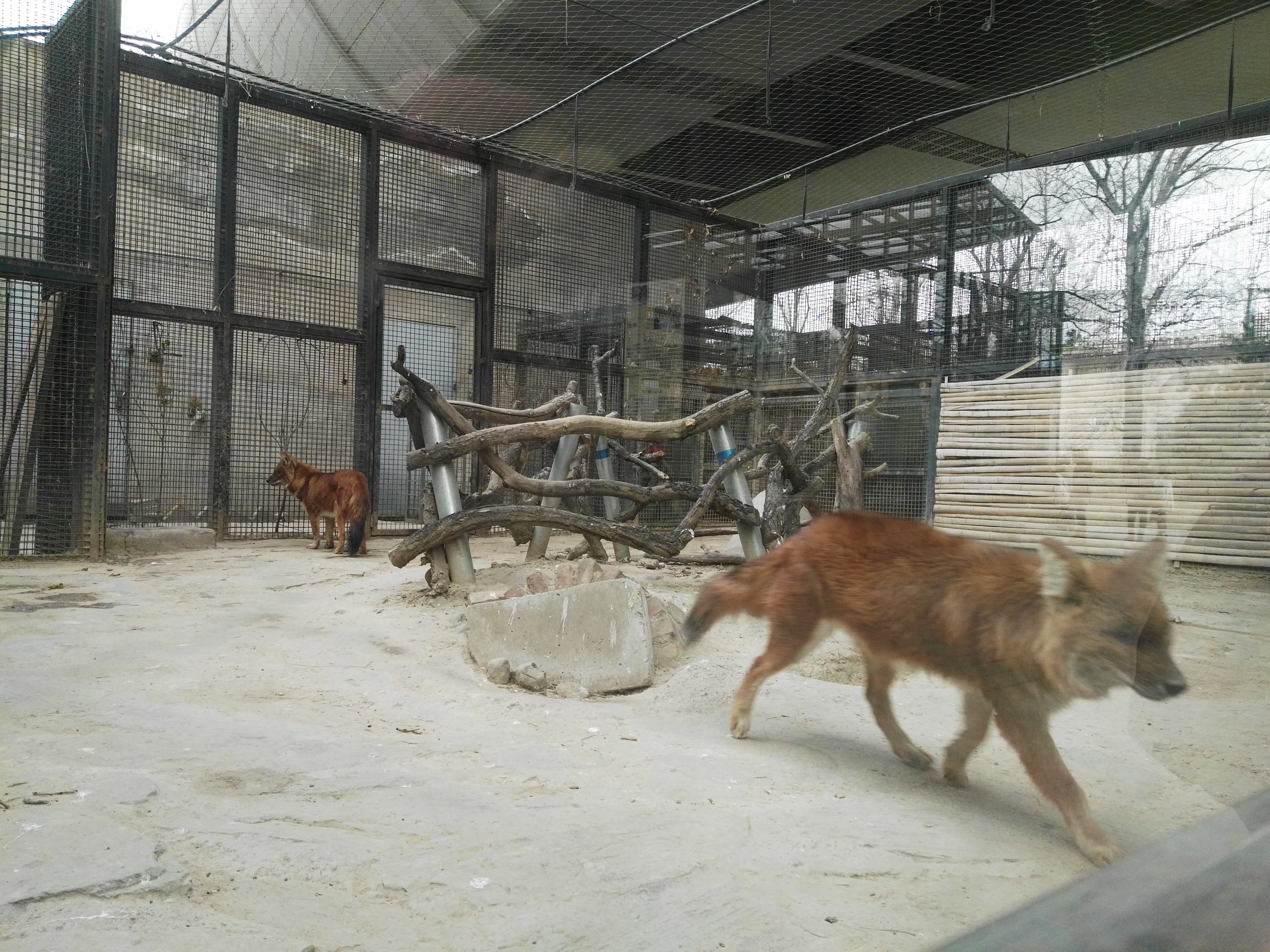 俗语说“豺狼虎豹”，三样本事让豺排到“四凶”第一名