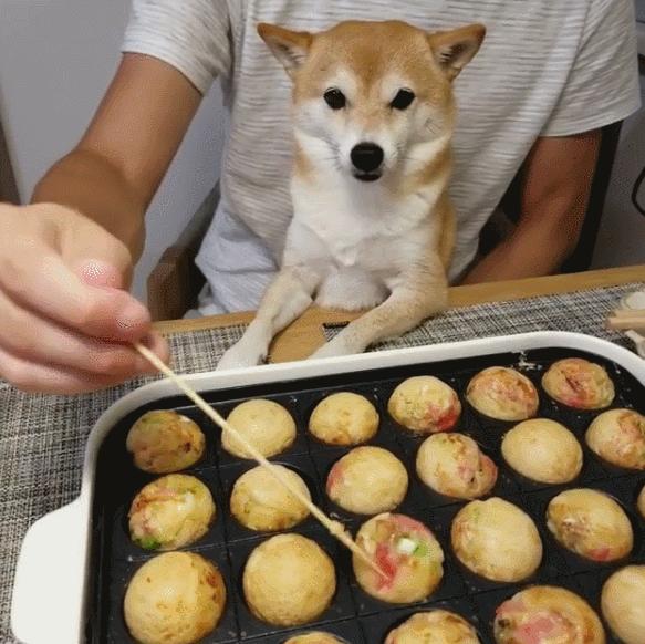 比人还会拍照的狗，简直萌炸朋友圈了