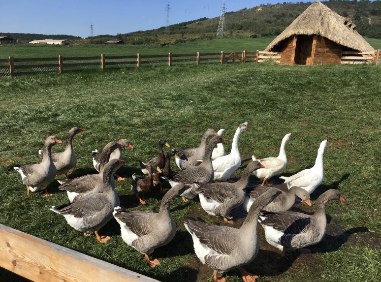 三寰牧场有哪些景点可以玩,三寰牧场亲子露营