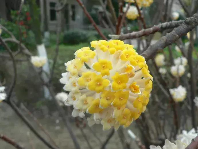 好书推荐快来领取你的宝藏书单,100种百花图谱大全