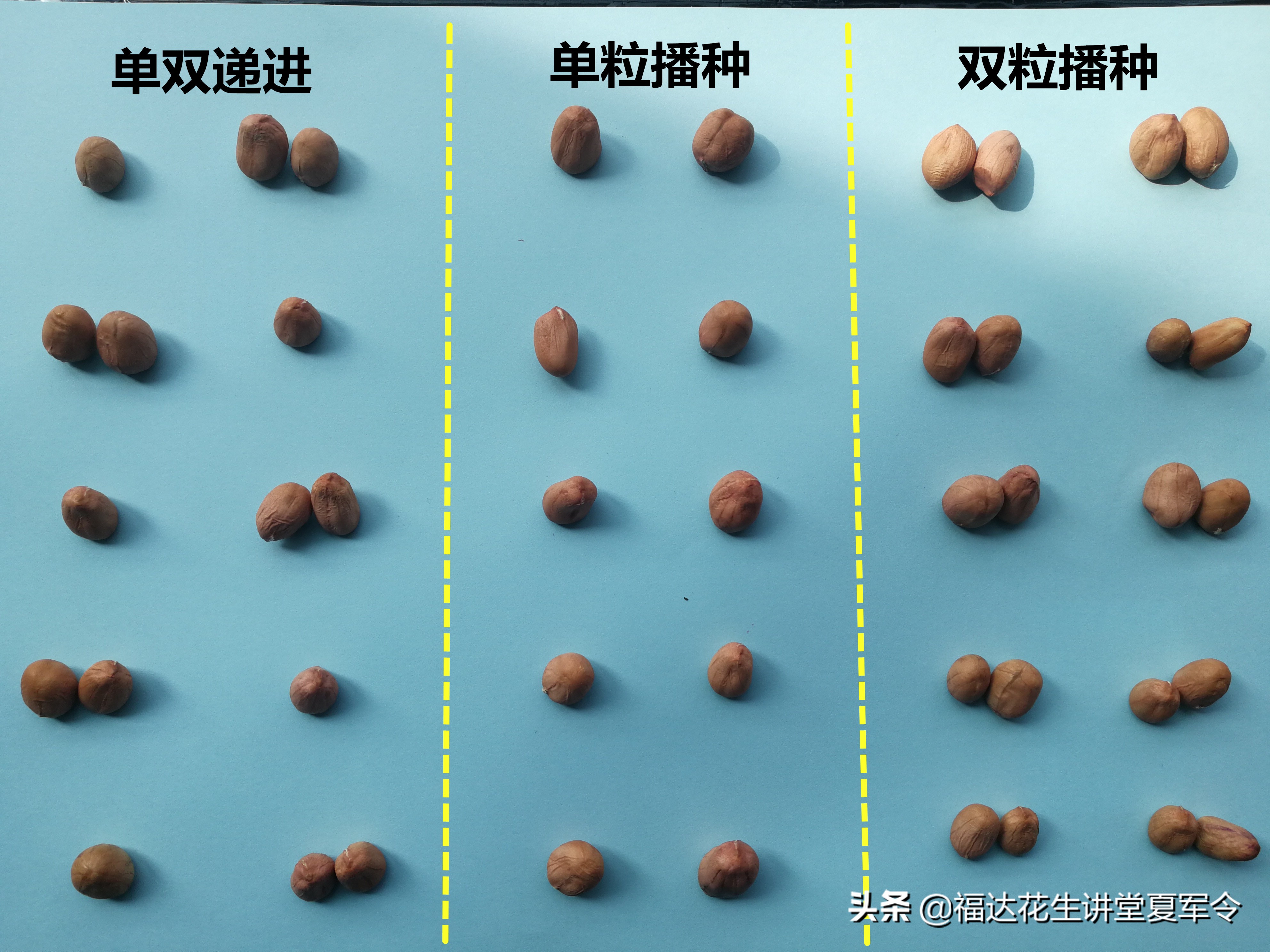 花生高产种植与管理,花生壮苗