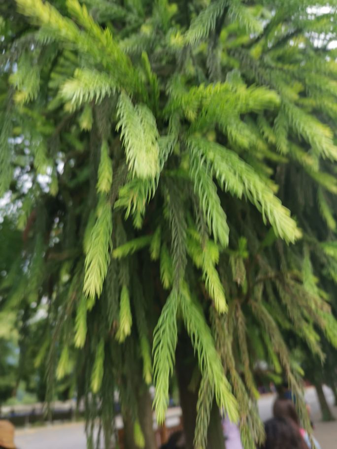 每亩山林可以吸收多少二氧化碳,一万亩森林排放多少吨二氧化碳