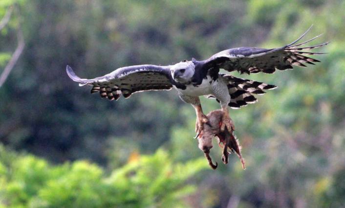 金雕最怕的三种鸟,一只金雕可以震慑多大面积鸟类