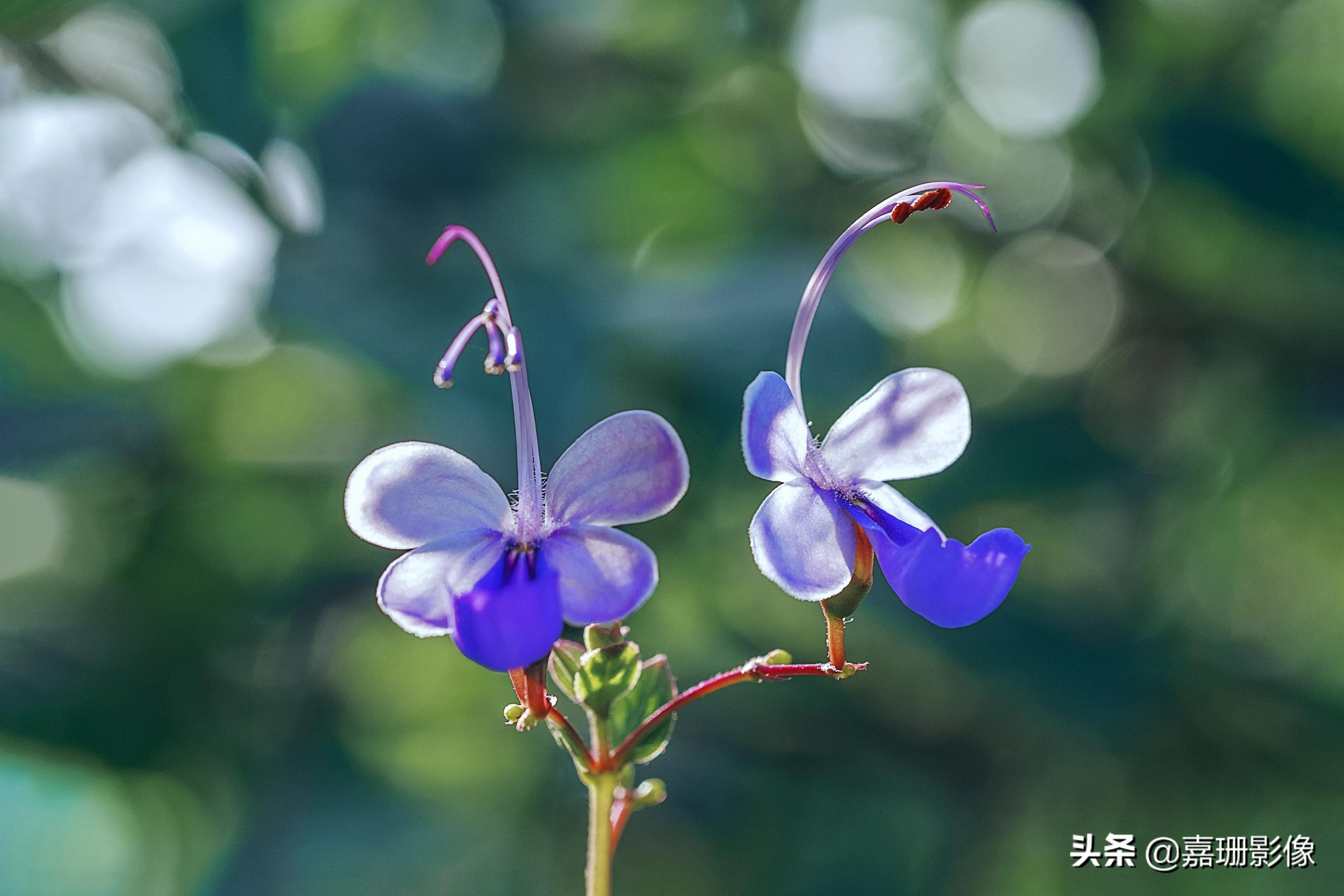 看看花容，听听花语2020年我镜头里的百种花卉