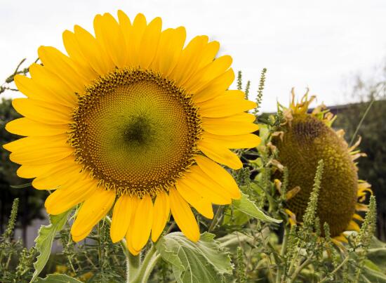 向日葵向太阳生长说明什么,向日葵为什么朝向太阳的原因