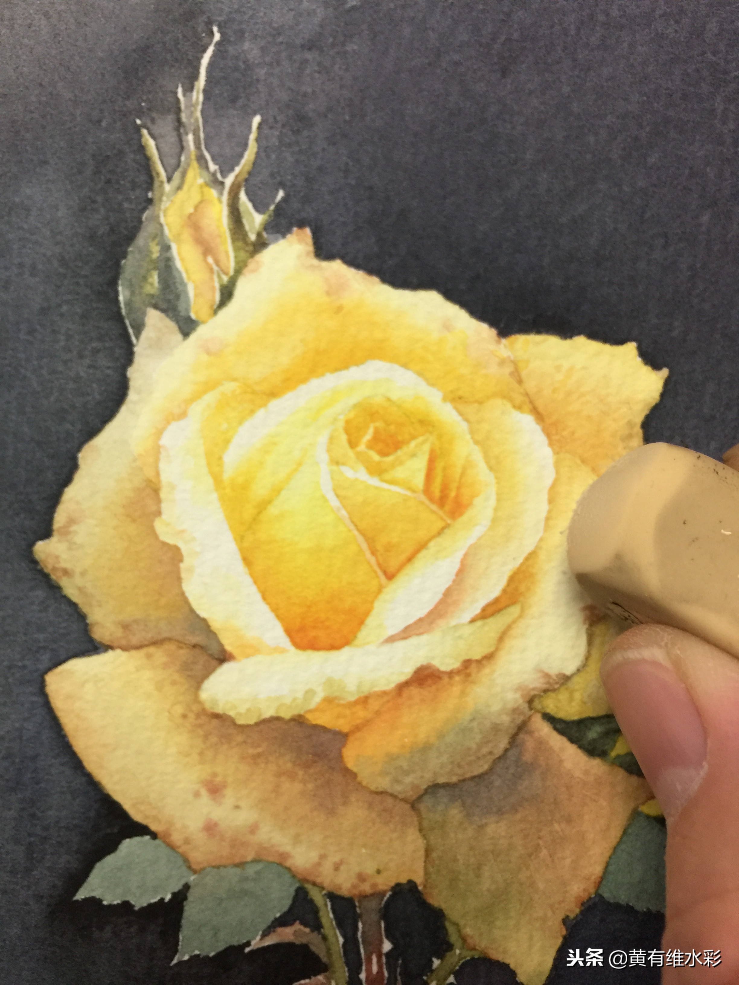 零基础入门水彩的基本画法,黄玫瑰水彩晕染