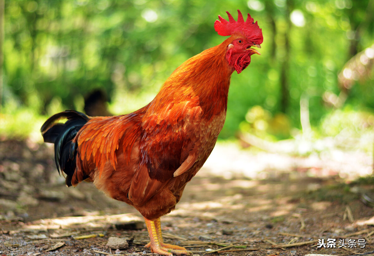 让人惊奇冷知识：“衣冠*兽禽**”竟然是夸人