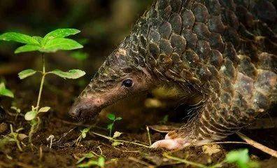 穿山甲是什么英语,穿山甲蝙蝠果子狸