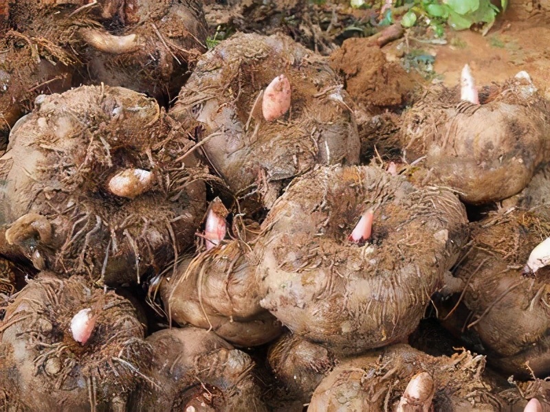 整个株都有毒，在我国已有3000多年历史，到国外竟是优质食材