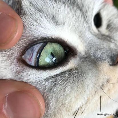 每天15分钟，医生手把手教你做17项猫咪全身检查