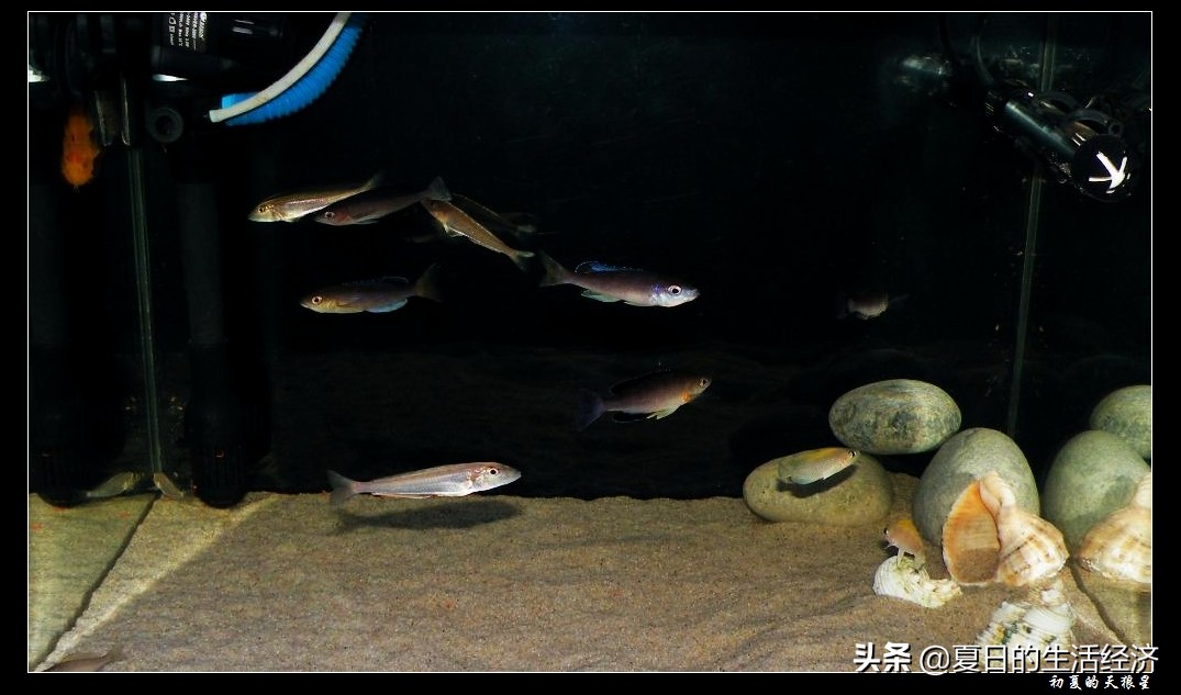 回忆三湖,三湖慈鲷纪念