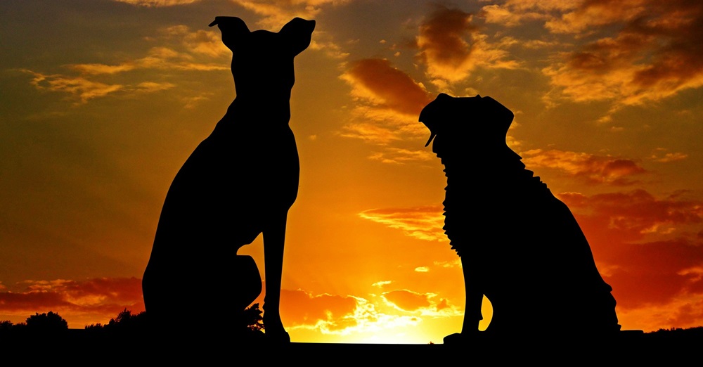 怎么照顾狗狗的老年生活,7岁狗狗必须做的六件事