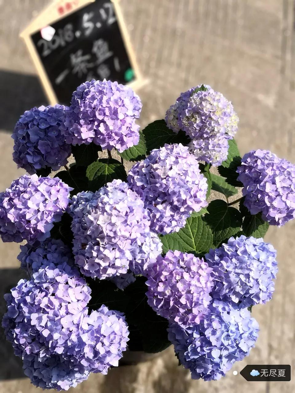 什么花最好养最耐阴,什么花最好种又耐阴