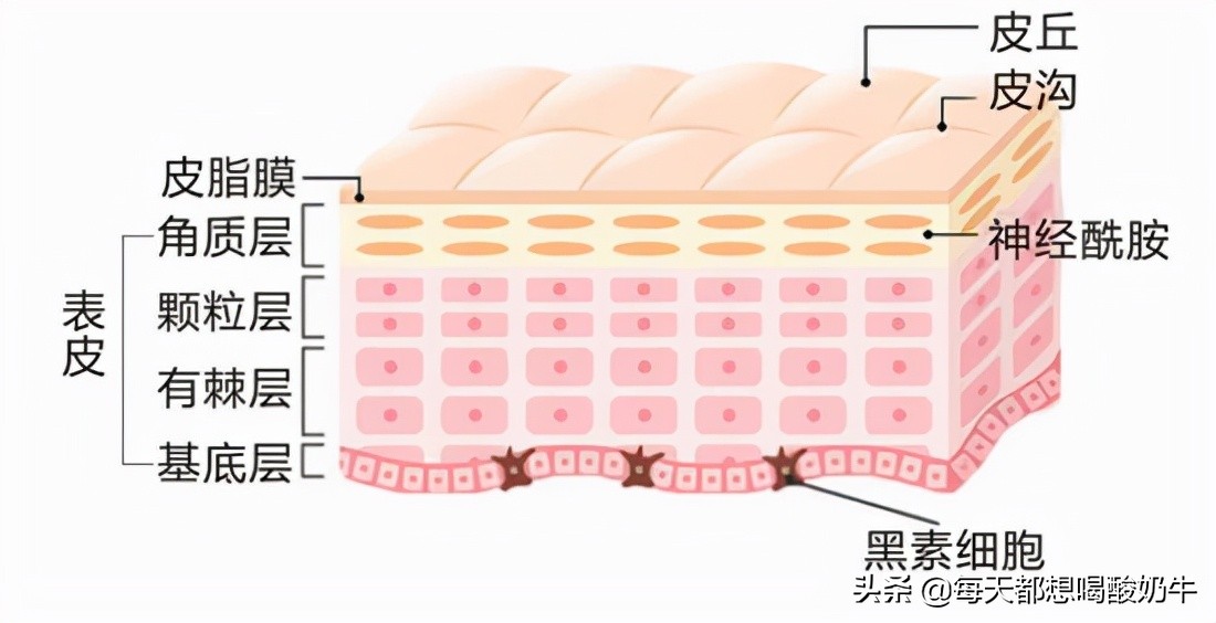 脸部毛孔大泛红有红血丝,脸部毛孔粗大有红血丝怎么改善