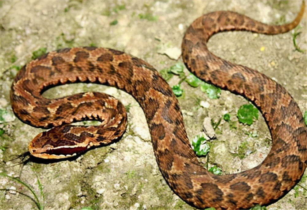 中国吞蛇吐火奇人有哪些,抓蛇高手的捕蛇方法