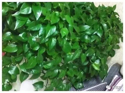 淘米水黄豆水养花的正确方法,黄豆水可以和淘米水混合浇花吗