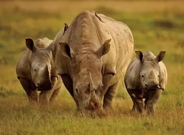 尼泊尔经济概况,尼泊尔经济来源主要是什么