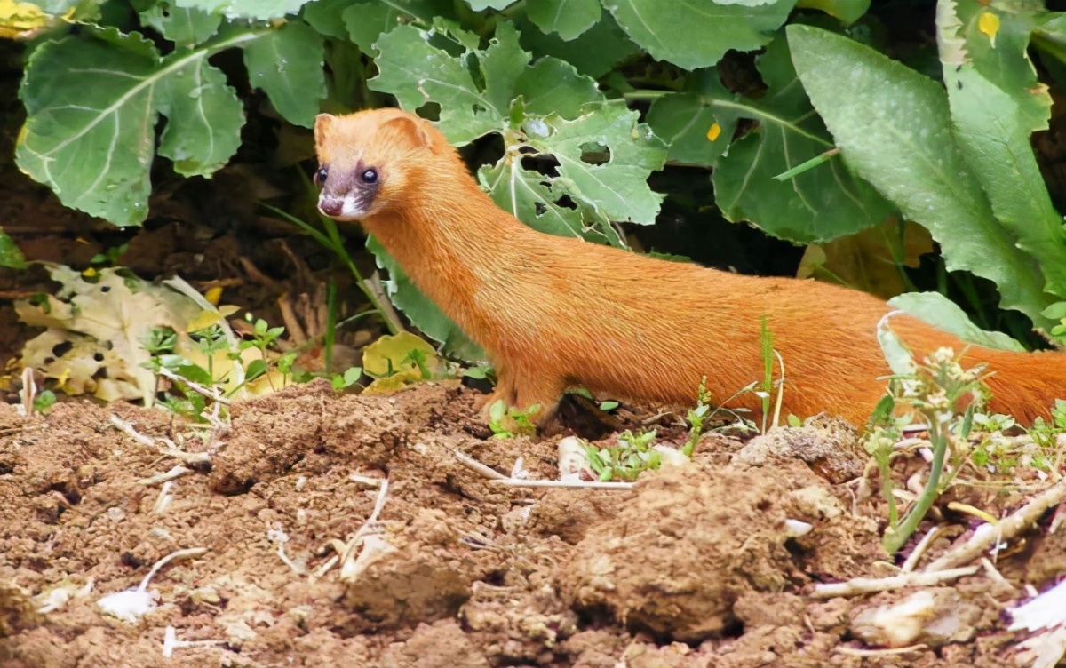 为何老人总是说黄鼠狼杀不得,为什么老人说黄鼠狼不能杀