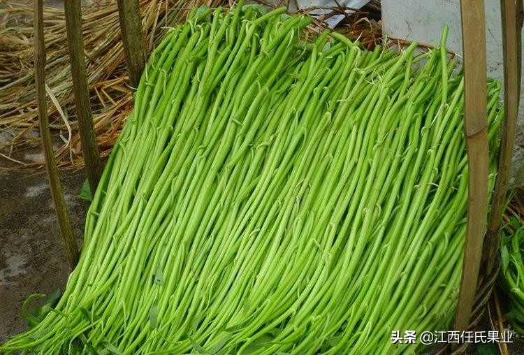 黎川水蕹菜与空心菜区别,黎川水蕹菜种植技术与详解