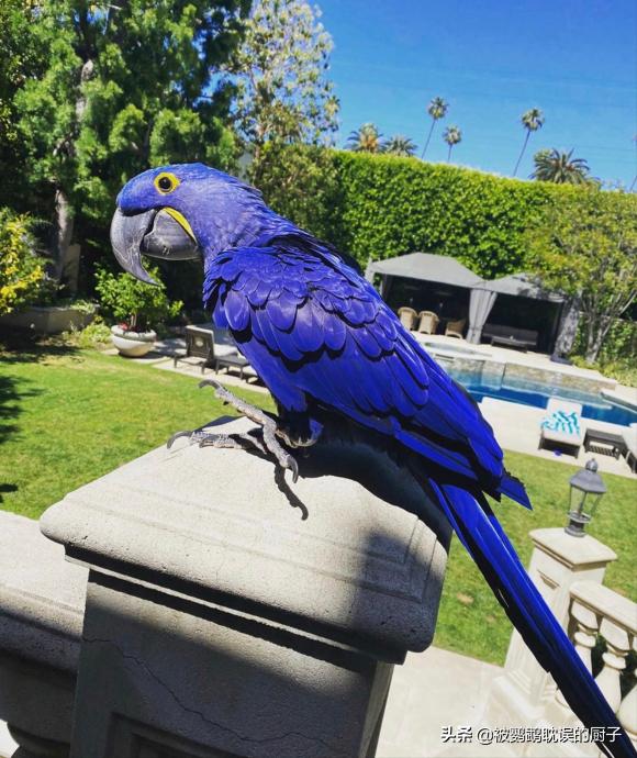 国外鹦鹉品种大全,国外鹦鹉宠物店各种品种