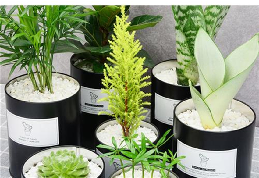 天然加湿器适合种什么绿植,空气加湿器种什么植物好