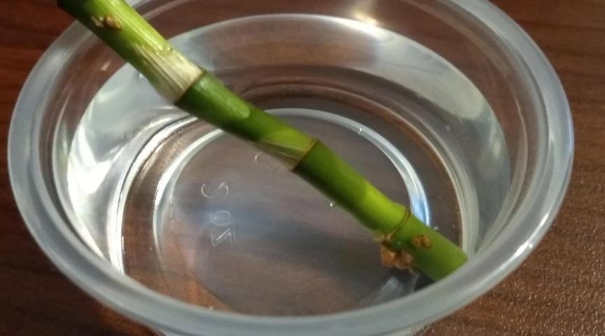 缁胯悵鏋濆彾鏀炬按閲屽涔呰兘鐢熸牴,缁胯悵鏋濆彾鏀惧湪姘撮噷澶氫箙鐢熸牴