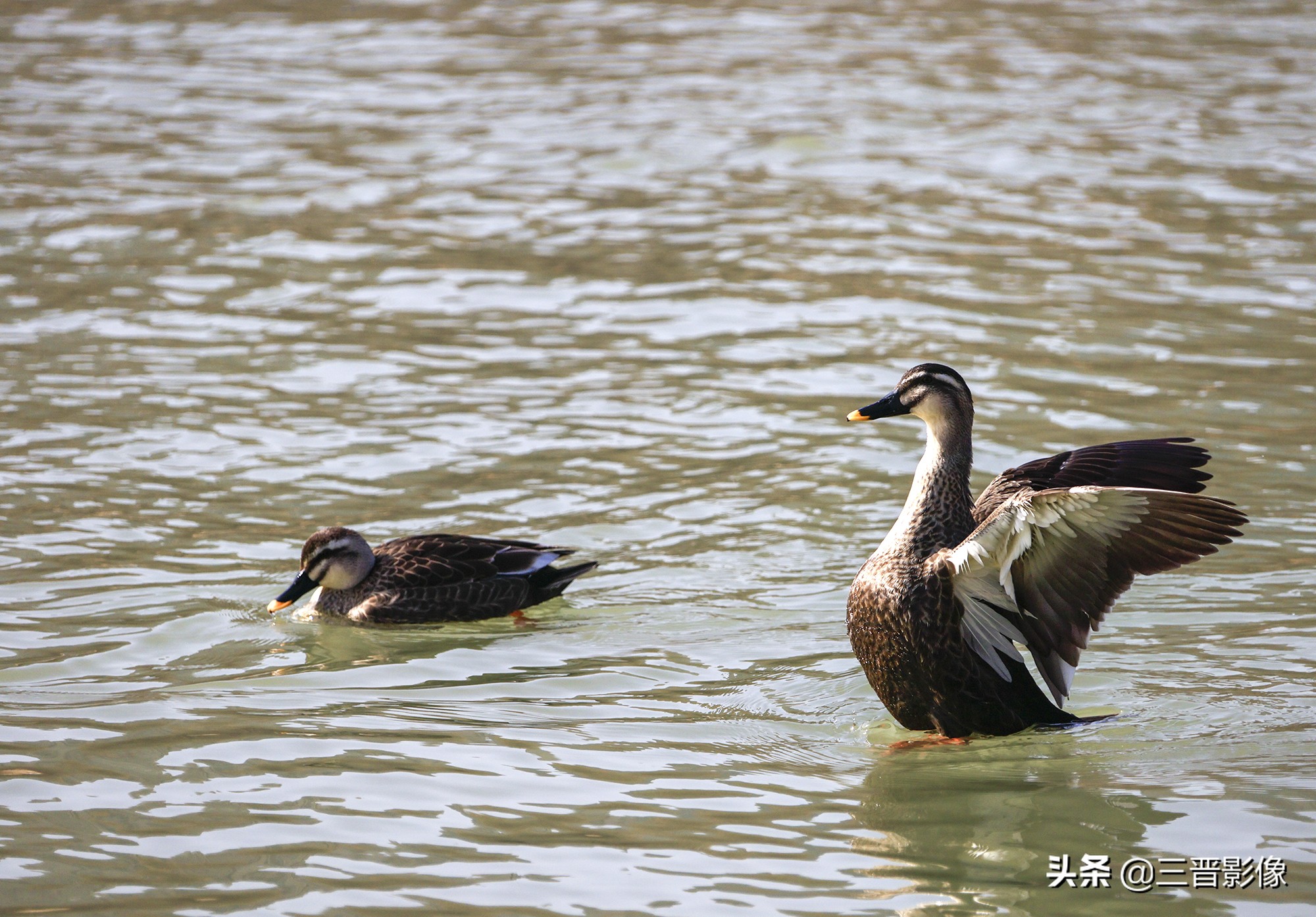 佳能r5转接佳能ef50l拍摄的作品,佳能r5转接ef镜头感觉没有5d4清晰