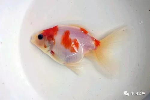 金鱼饲养的小技巧轻松养好金鱼,金鱼的饲养与管理方法图片