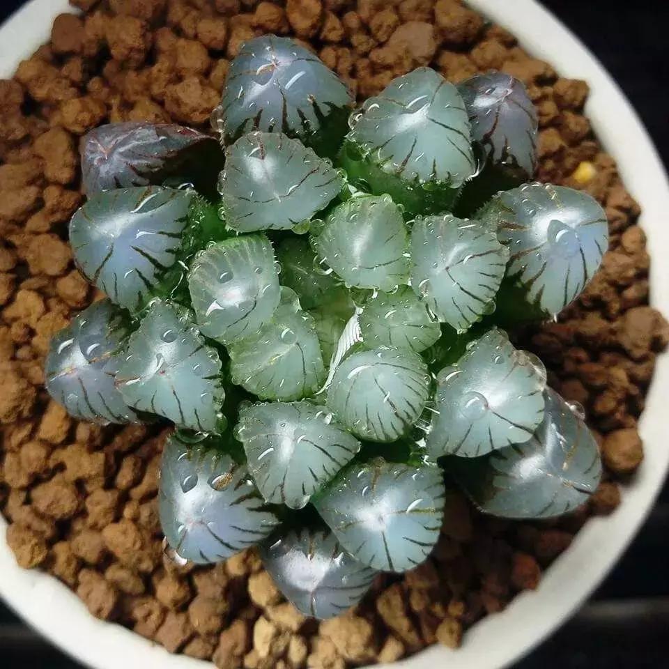 天价名贵药材,最贵的植物排行榜前十名