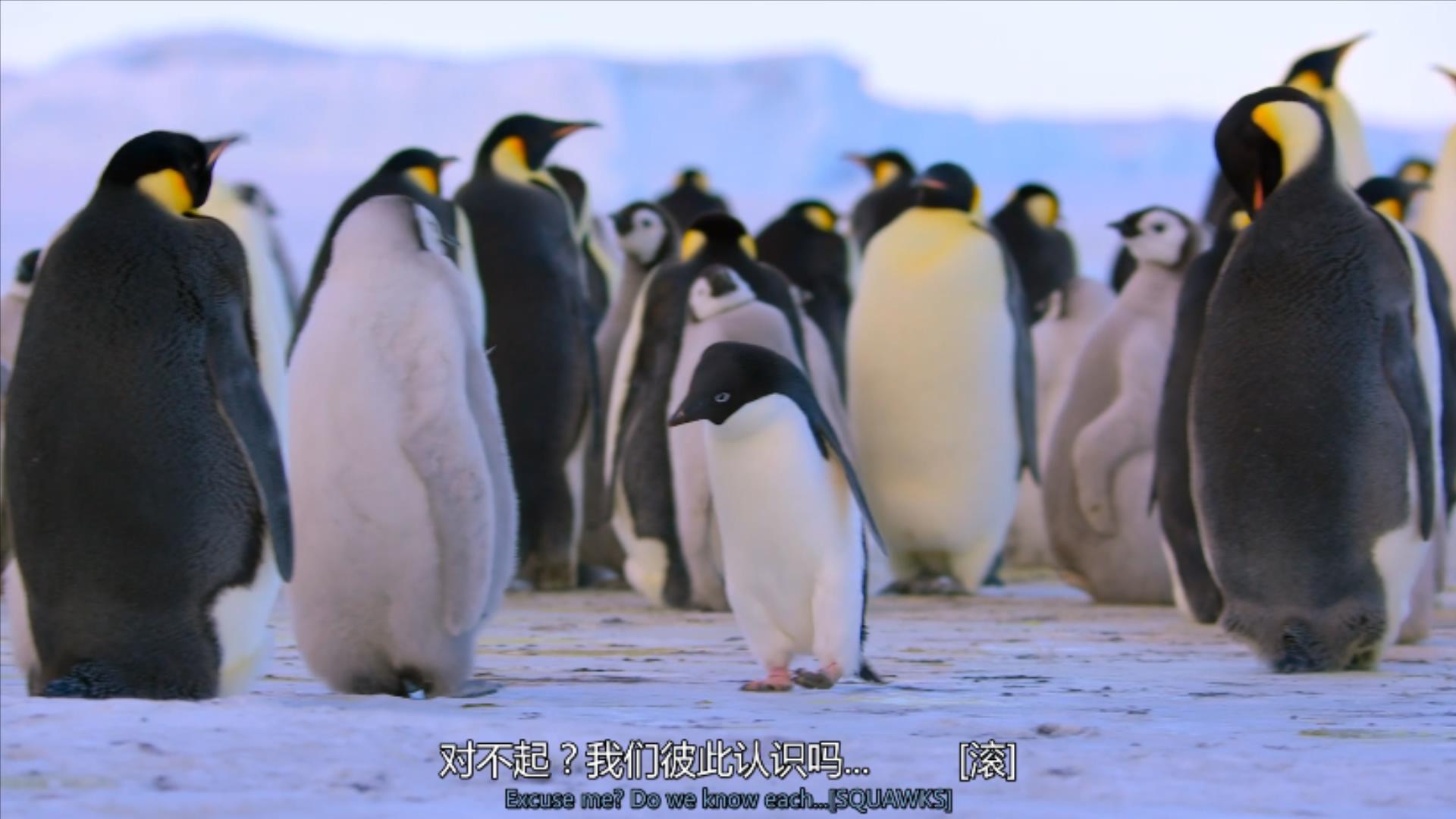 大过年的，被这些小萌萌给笑掉了头