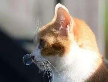 猫咪有脓性分泌物怎么办,猫咪有鼻涕是什么症状