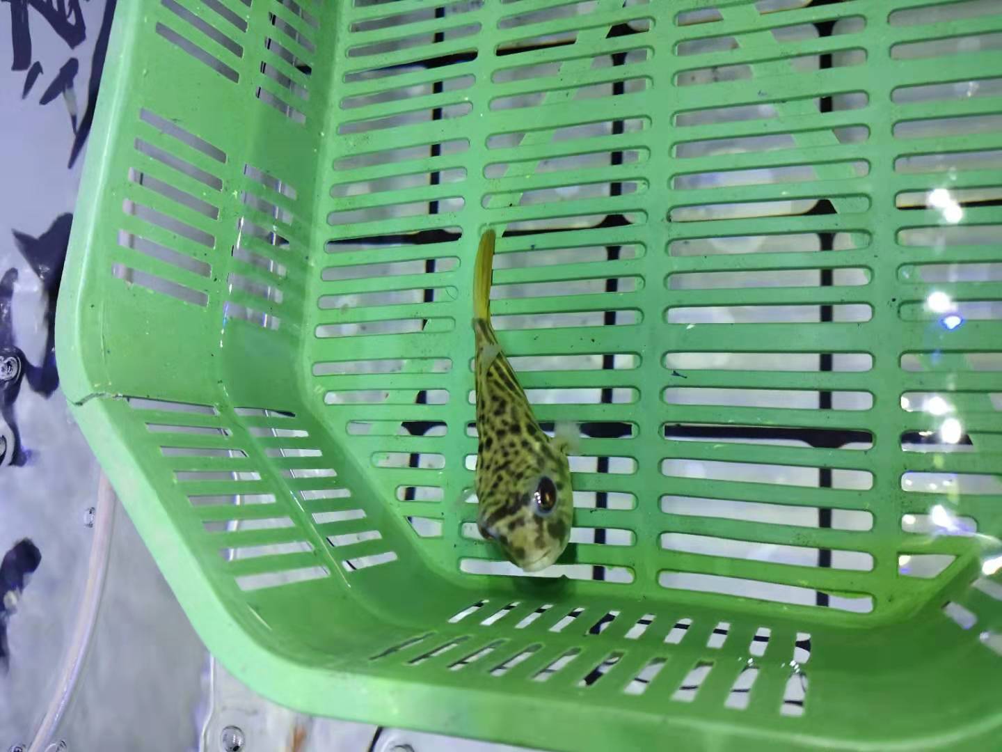 观赏鱼缺氧的状态有哪些,什么观赏鱼缺氧也能活