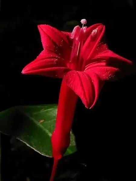 世界顶级奇花异卉,100种奇花异草图