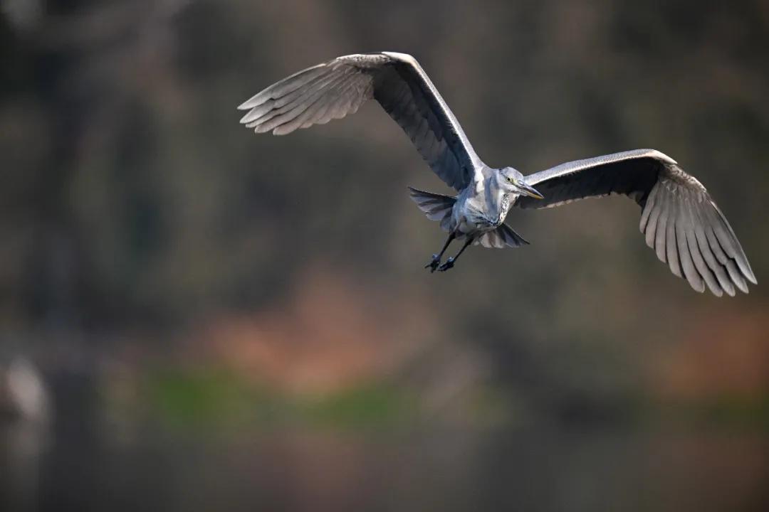 尼康z9旗舰相机详细评测,尼康z9机身的无损变焦功能