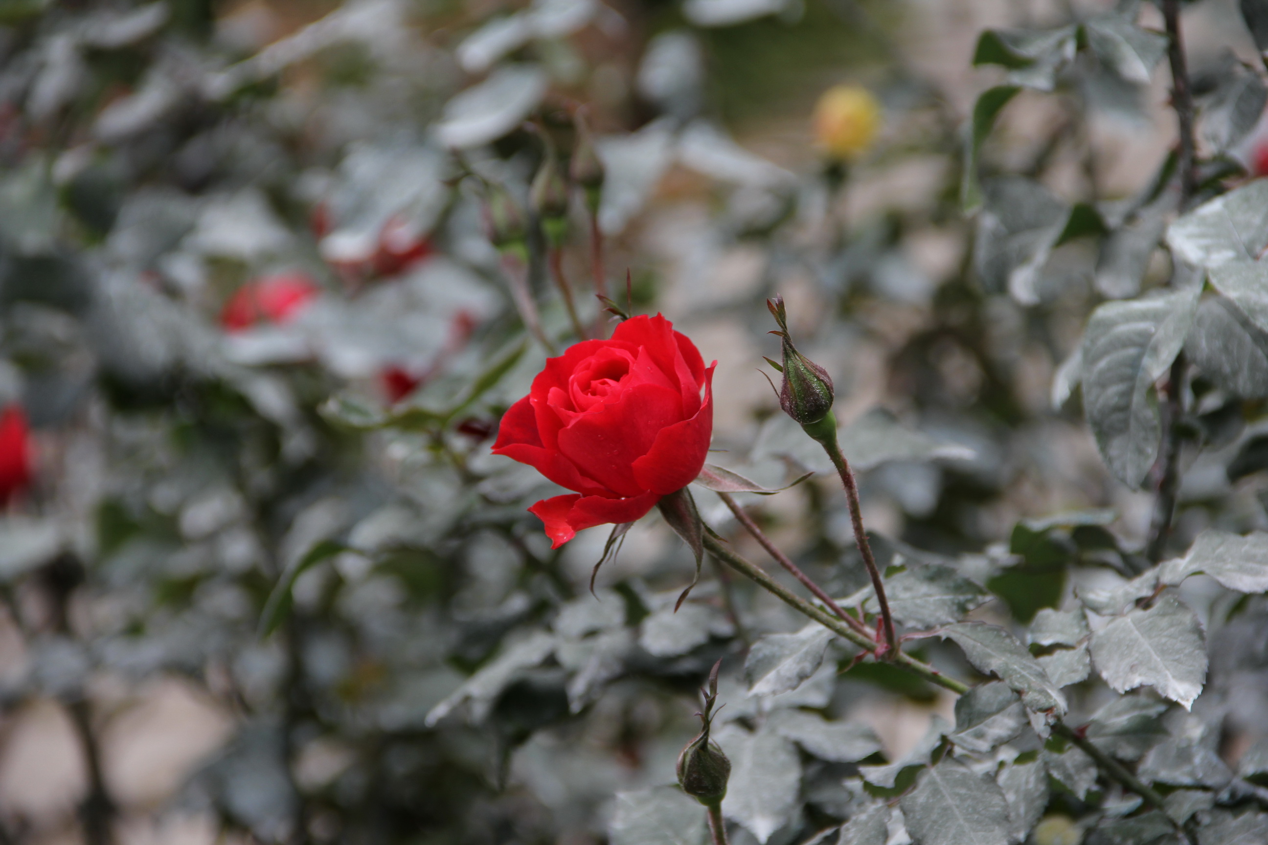 名人描写花的名言名句经典摘抄,古今与花有关的诗词名言名句