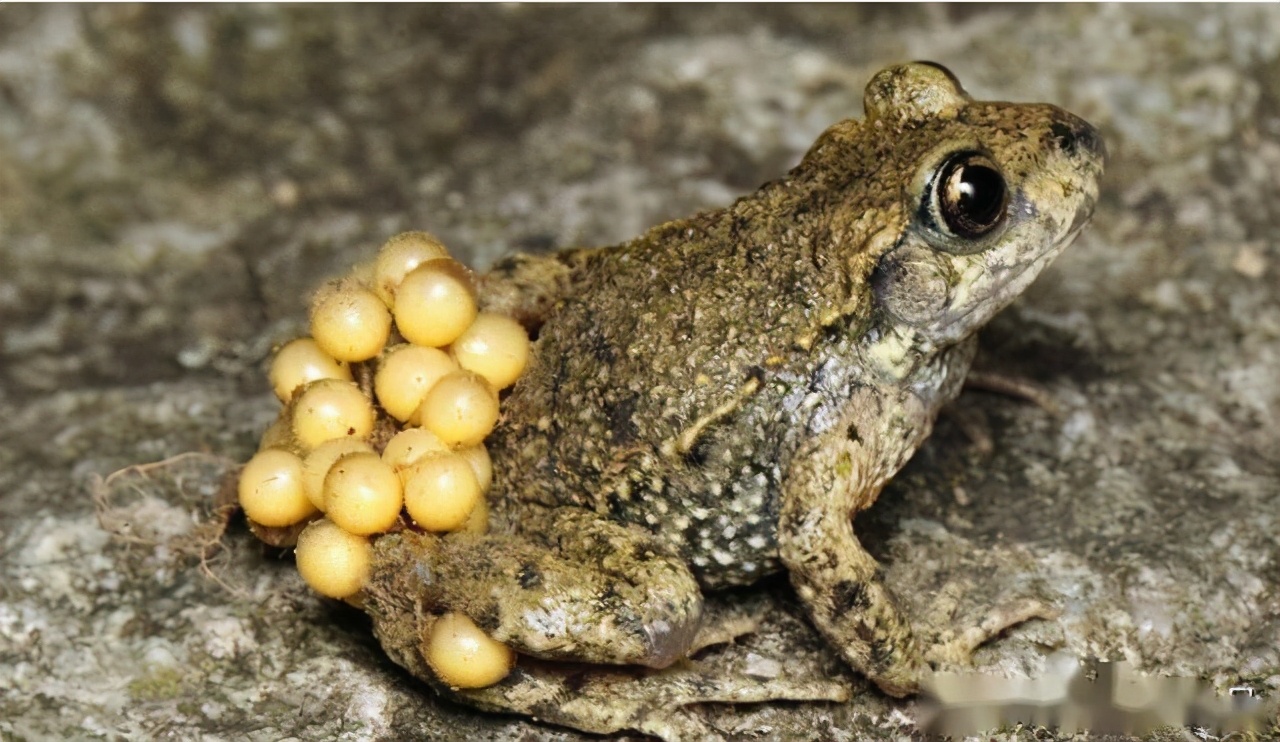 雌性为什么排尿和生育系统在一起,雄性排泄和生殖共用一个器官