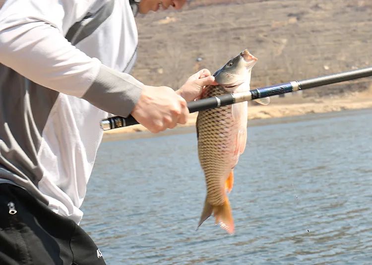 老钓手的一些小技巧,手竿谷麦钓鲤鱼教程