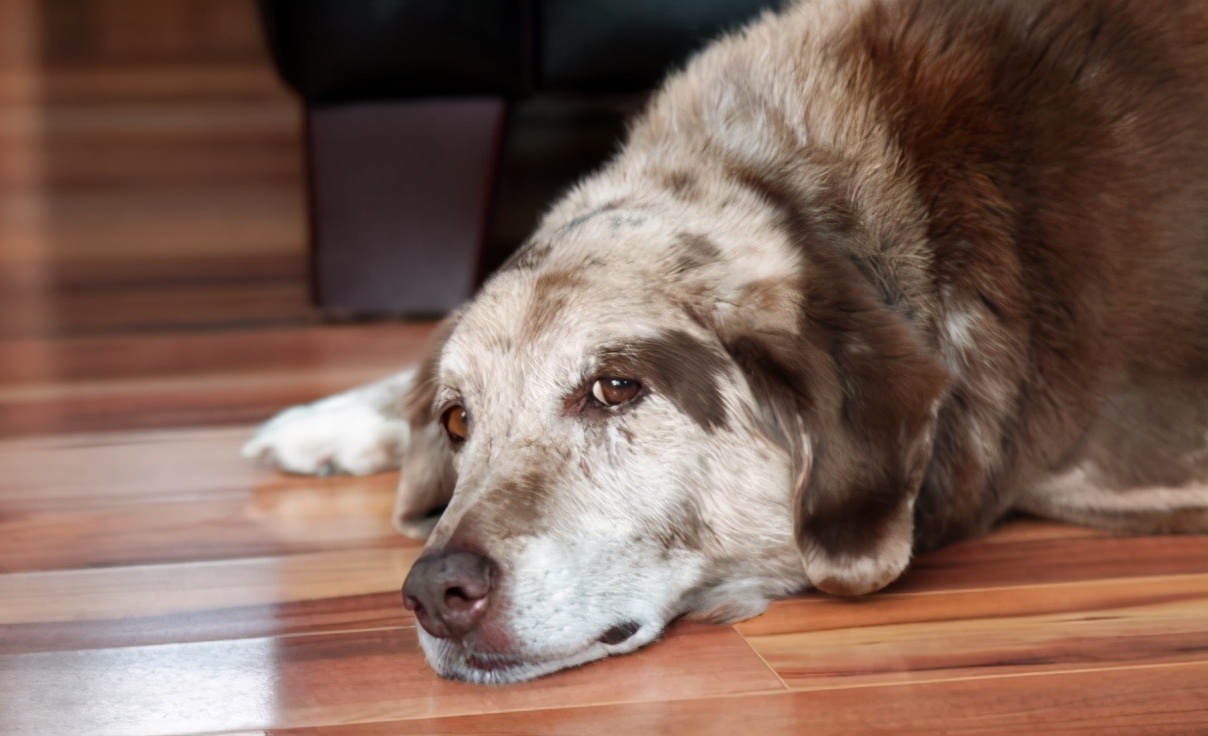 养狗老死什么预兆,家里养狗老死有什么说法