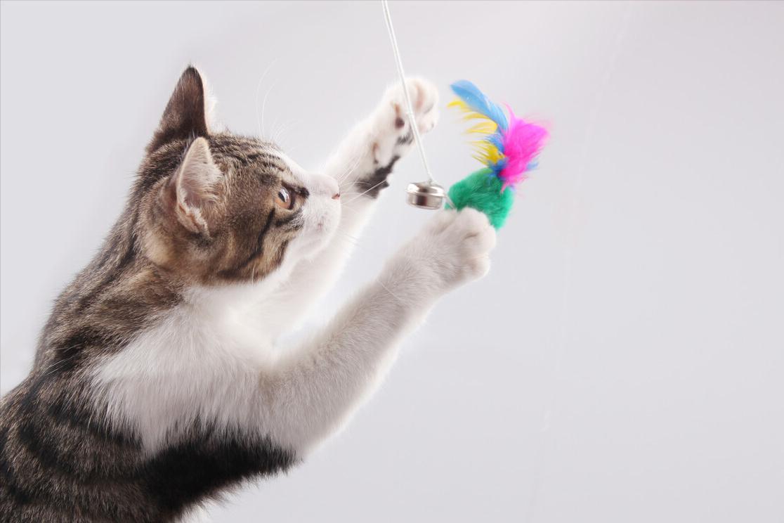 全网推荐好玩又便宜的猫咪玩具,最便宜又实用的猫玩具