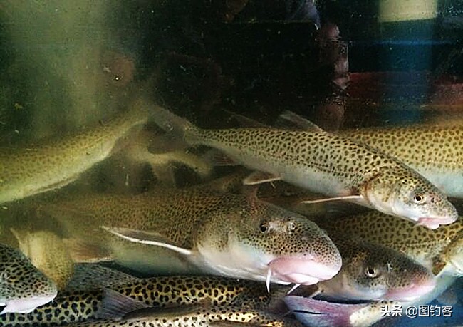 金沙江上游的江鱼有哪些,金沙江上游都有哪些鱼种