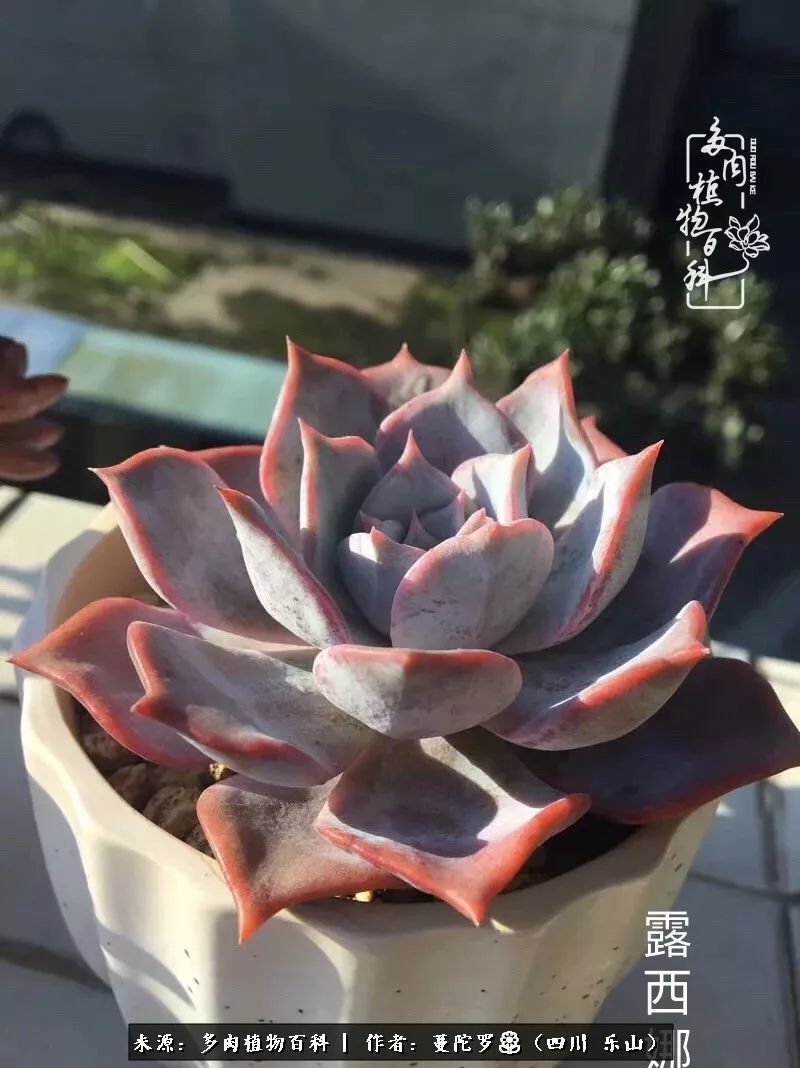 转角遇见多肉,遇见多肉治愈自己