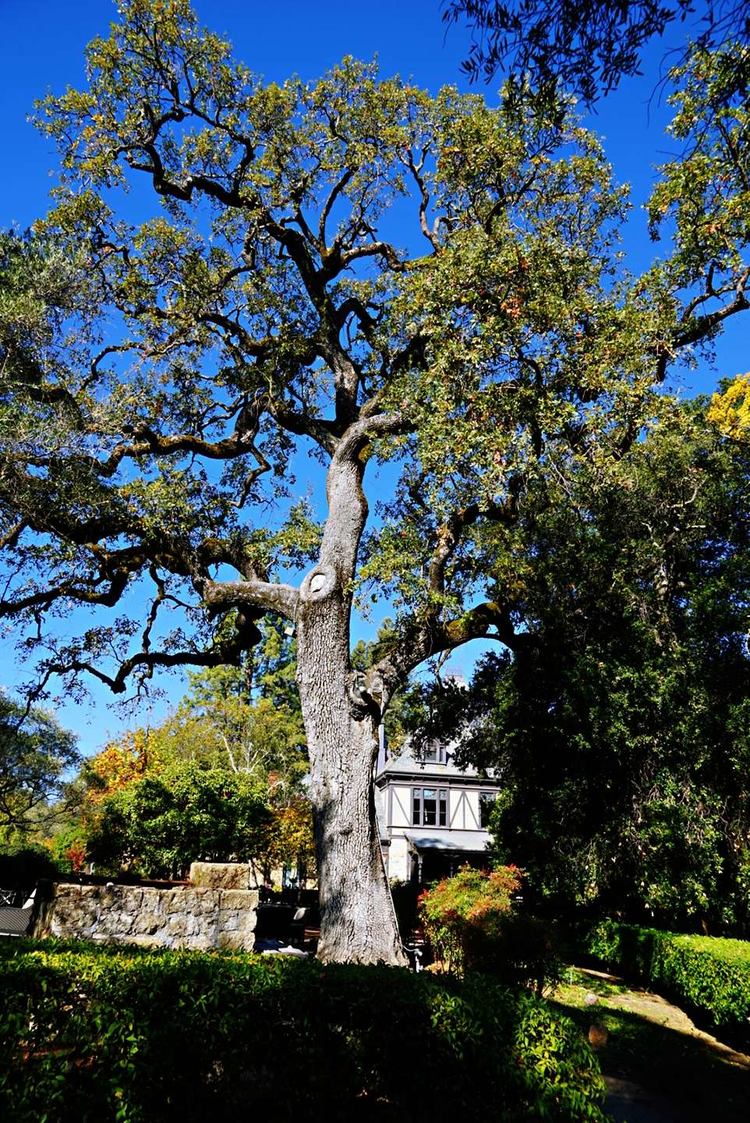 美国德州西部自由行,美国西海岸可以自由航行么