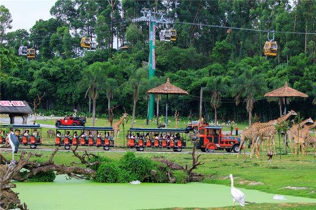 哪里有大熊猫动物园,国宝级大熊猫动物园