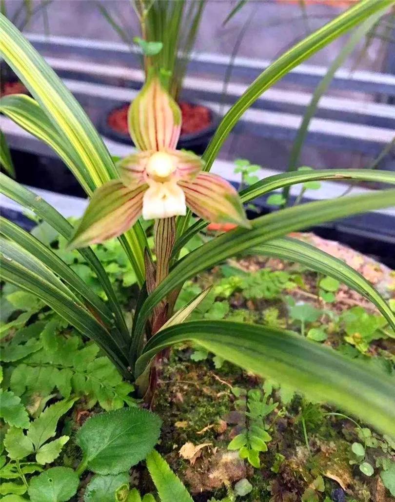 兰市上价值三十万一苗的雪白中透缟素花，成为兰家争相收藏的精品