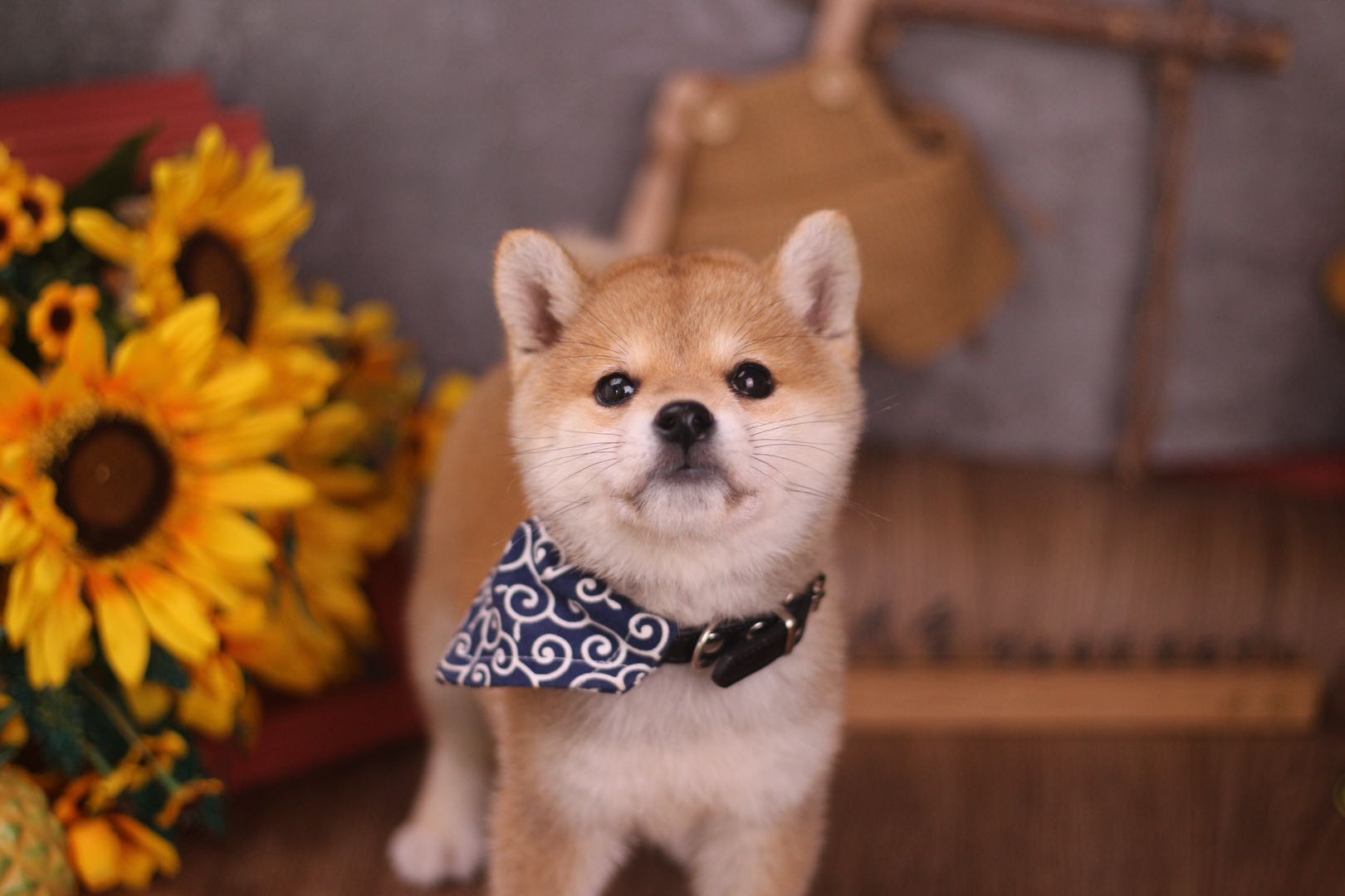 柴犬吃东西的时候不听话,柴犬吃饭不规矩怎么办