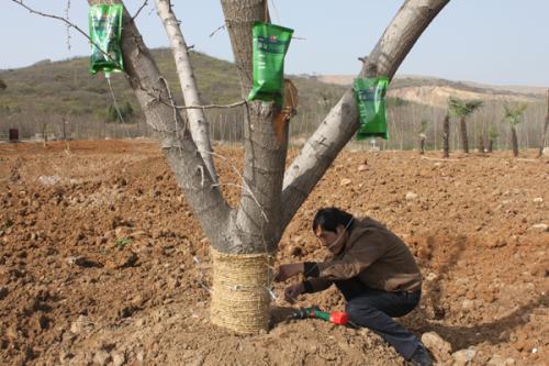 大树移植的正确方法秋天,乌桕大树移植成活率