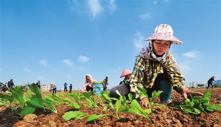 全国蔬菜品种分布图,全国蔬菜产量排名数据去哪看