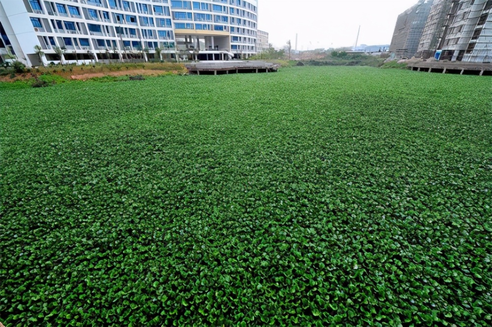 水葫芦的弱点太好笑,水葫芦入侵视频