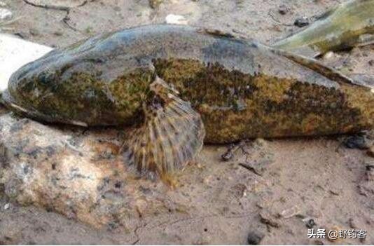 沙塘鳢可以作为观赏鱼吗,常见河鱼沙塘鳢