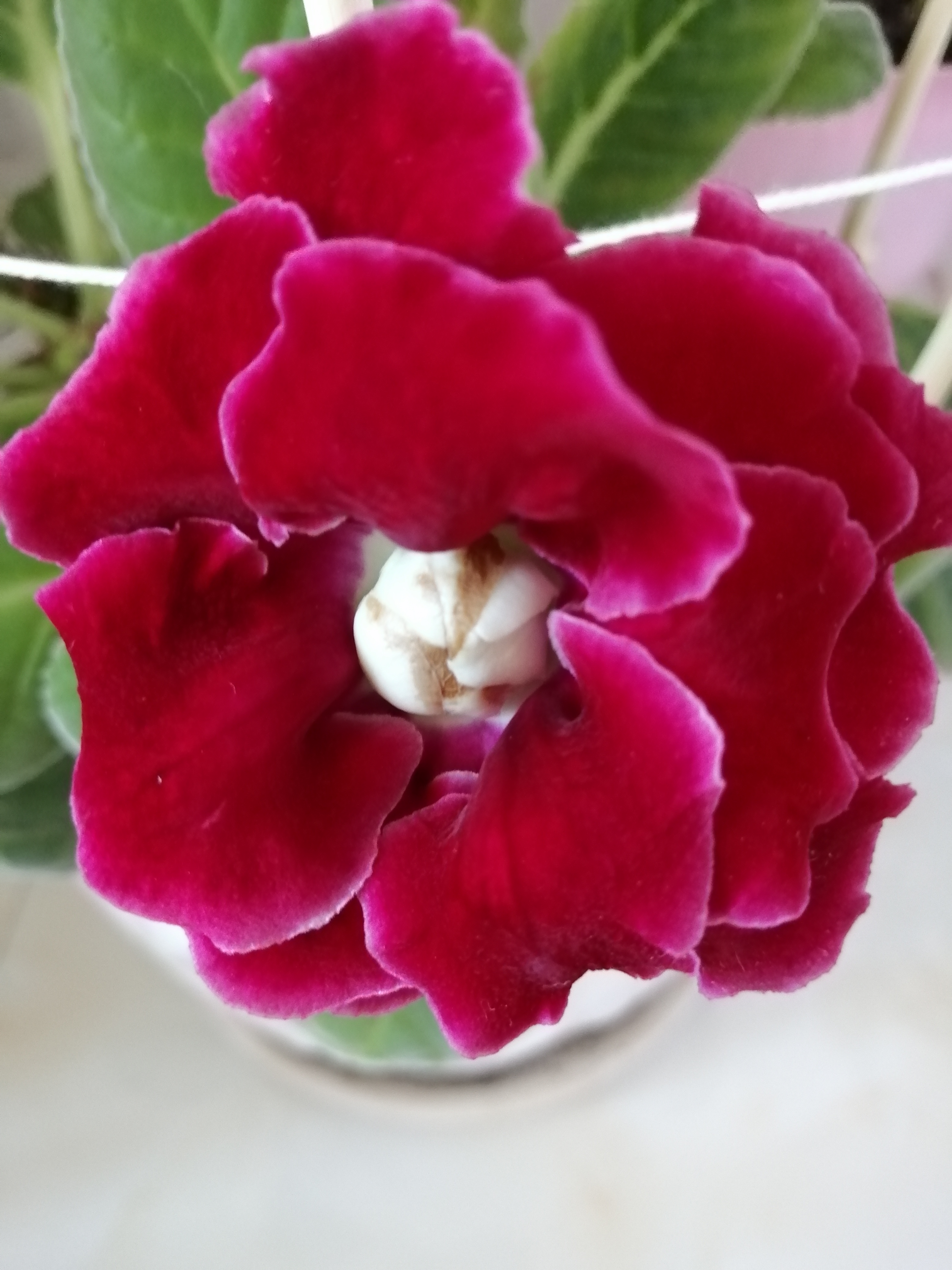 彩票玩家全文,彩票玩家分析